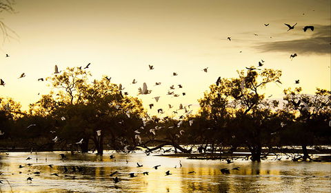 Kinchega Homestead Billabong Walk - Accommodation Sunshine Coast 0