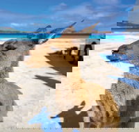 Lucky Bay - Accommodation Sunshine Coast