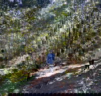 Lyrebird Circuit Walk - Accommodation Sunshine Coast