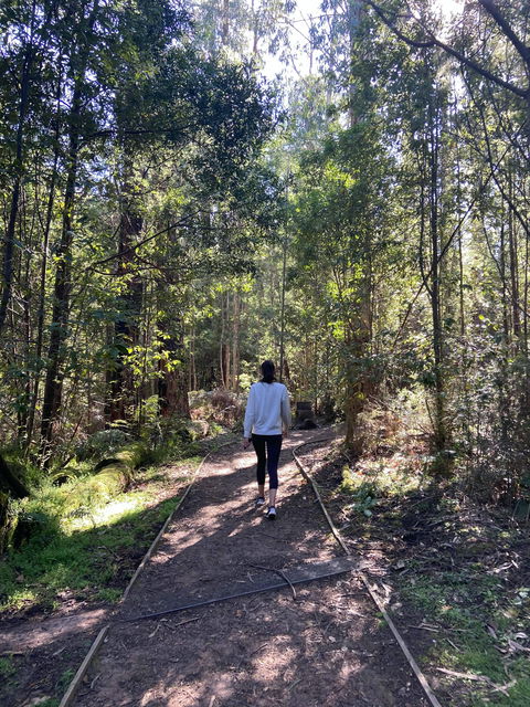 Lyrebird Circuit Walk - Accommodation Sunshine Coast 0