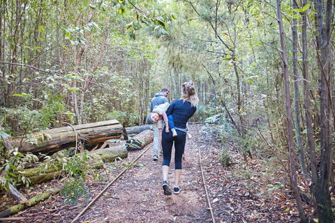Lyrebird Circuit Walk - Accommodation Sunshine Coast 1