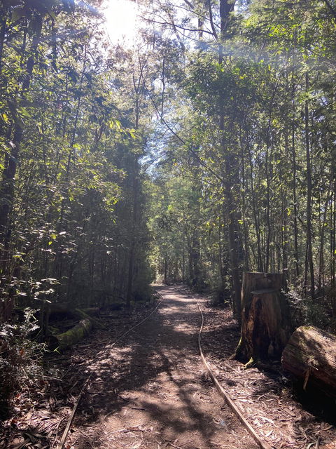 Lyrebird Circuit Walk - Accommodation Sunshine Coast 2