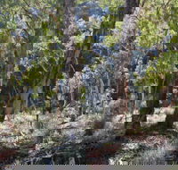 Mount Gray walking track - Accommodation Sunshine Coast