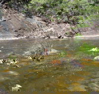 Mount Boss State Forest - Accommodation Sunshine Coast