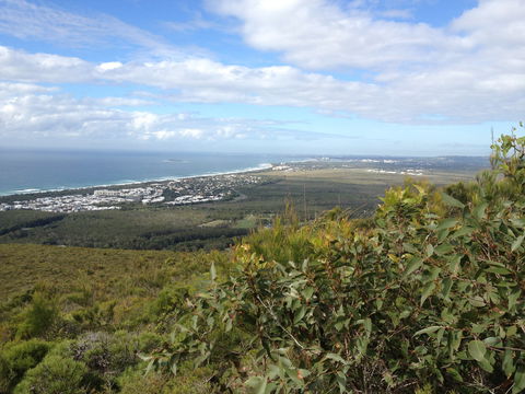 Mount Coolum National Park - Accommodation Sunshine Coast 0