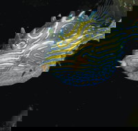 Mushroom Reef Marine Sanctuary - Accommodation Sunshine Coast