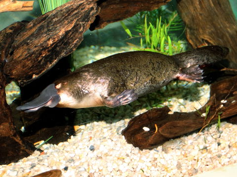 Platypus House - Accommodation Sunshine Coast 0