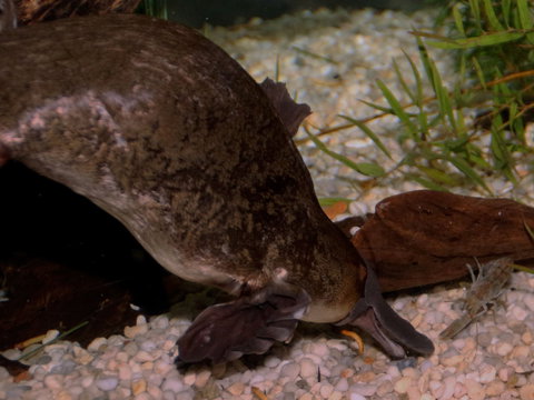 Platypus House - Accommodation Sunshine Coast 1