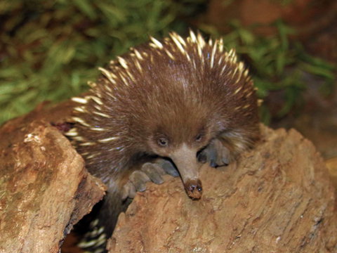 Platypus House - Accommodation Sunshine Coast 2