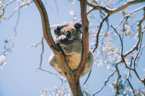 Samford Conservation Park And Bunyaville Conservation Park - Accommodation Sunshine Coast 2