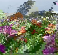 Smokin Heights Iris Display Garden - Accommodation Sunshine Coast