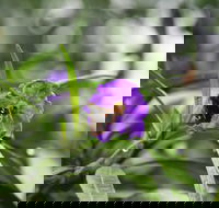 Swainsona Reserve - Accommodation Sunshine Coast