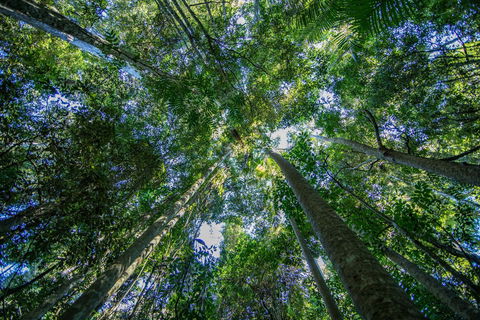 Thylogale Track - Accommodation Sunshine Coast 1