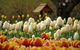 Tulip Top Gardens - thumb 0