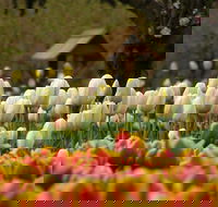 Tulip Top Gardens - Accommodation Sunshine Coast