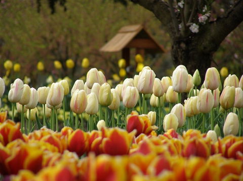 Tulip Top Gardens - Accommodation Sunshine Coast 0