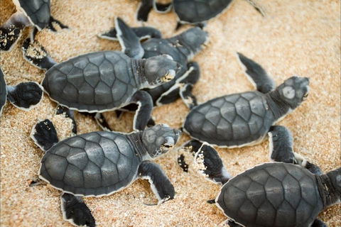 Turtle Nesting Season - Accommodation Sunshine Coast 0