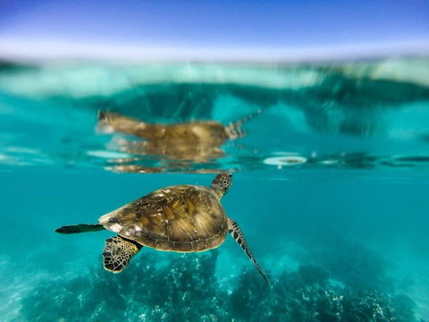 Turtle Nesting Season - Accommodation Sunshine Coast 1