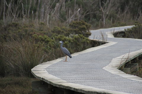 Warringine Park & Bittern Coastal Wetlands Boardwalk - Accommodation Sunshine Coast 1