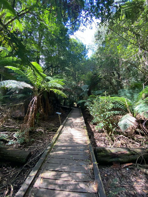 Wirrawilla Rainforest Walk - Accommodation Sunshine Coast 0