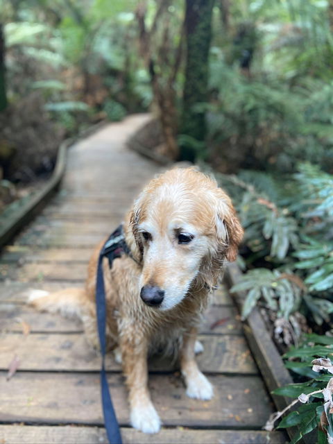 Wirrawilla Rainforest Walk - Accommodation Sunshine Coast 1