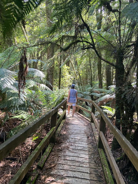 Wirrawilla Rainforest Walk - Accommodation Sunshine Coast 2
