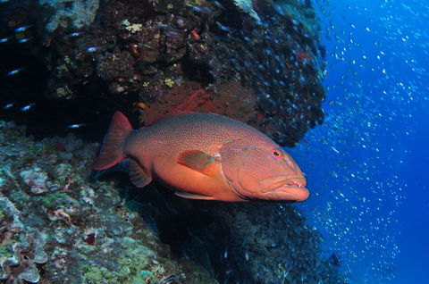 Anchor Bommie Dive Site - Accommodation Sunshine Coast 0