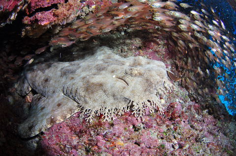 Anchor Bommie Dive Site - Accommodation Sunshine Coast 1