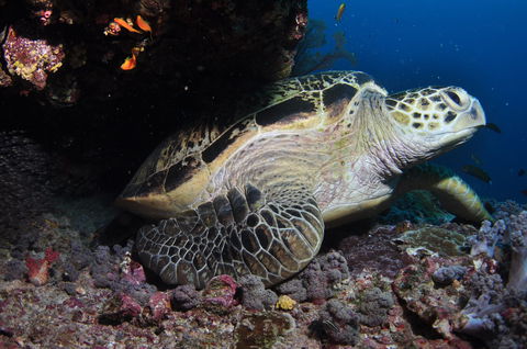 Anchor Bommie Dive Site - Accommodation Sunshine Coast 2