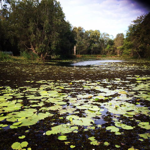 Baldwin Swamp Environmental Park - Accommodation Sunshine Coast 1