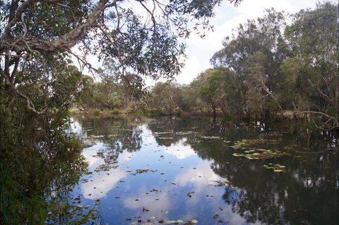 Baldwin Swamp Environmental Park - Accommodation Sunshine Coast 2