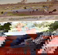 Bird Watching in Narrandera - Accommodation Sunshine Coast