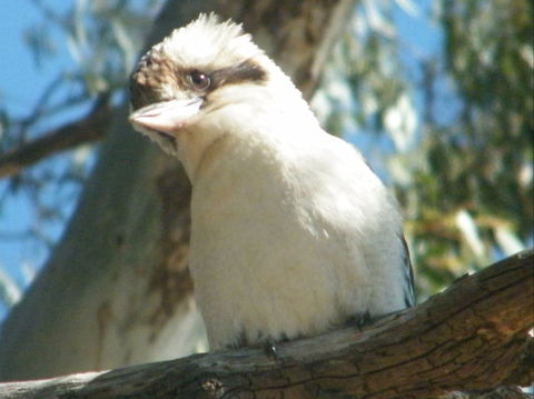Bird Watching In Narrandera - Accommodation Sunshine Coast 1