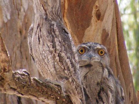 Bird Watching In Narrandera - Accommodation Sunshine Coast 2