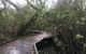Carole Green Walkway - John Oxley Reserve - thumb 0