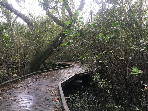 Carole Green Walkway - John Oxley Reserve - Accommodation Sunshine Coast 0