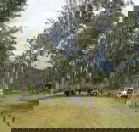 Chaelundi National Park - Accommodation Sunshine Coast