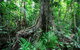 Djiru National Park - thumb 0