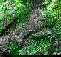 Djiru National Park - Accommodation Sunshine Coast