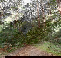 End Peak walking track - Accommodation Sunshine Coast