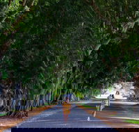 Fig Tree Avenue - Accommodation Sunshine Coast
