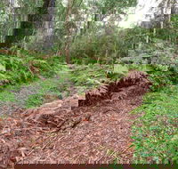 Forest Walking Track Gibraltar Range National Park - Accommodation Sunshine Coast