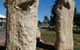 Fossilised Forrest Sculptures - thumb 0