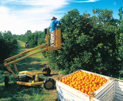 Gayndah's Big Orange - Accommodation Sunshine Coast 0