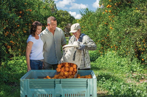 Gayndah's Big Orange - Accommodation Sunshine Coast 1