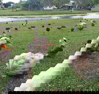 Gooseponds North Mackay - Accommodation Sunshine Coast