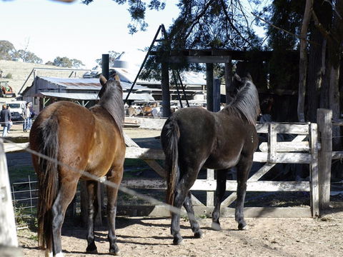 Harlow Park Horse Riding - Accommodation Sunshine Coast 1