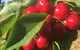 Hill-Lock Orchard - thumb 1