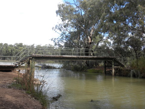 Junction Island Nature Reserve, Canoe Tree And Walking Track - Accommodation Sunshine Coast 0