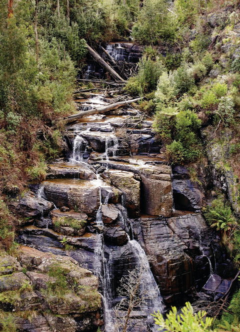 Kinglake National Park - Accommodation Sunshine Coast 1